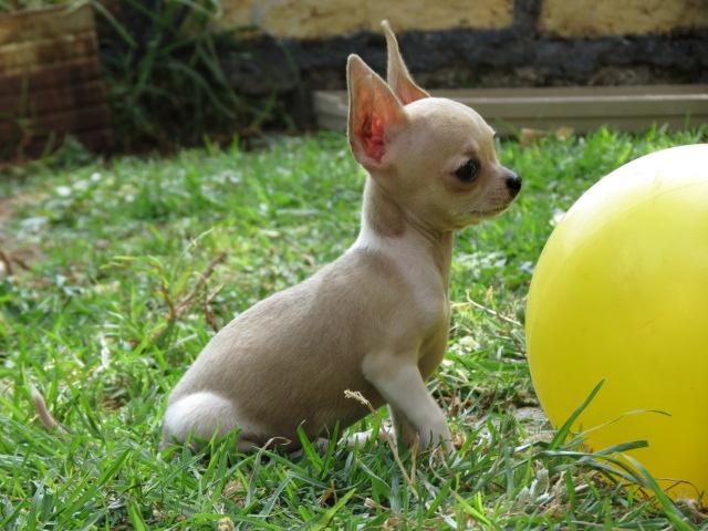 perritos-chihuahua-de-bolsillo