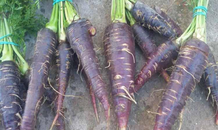 Plantación de zanahoria morada