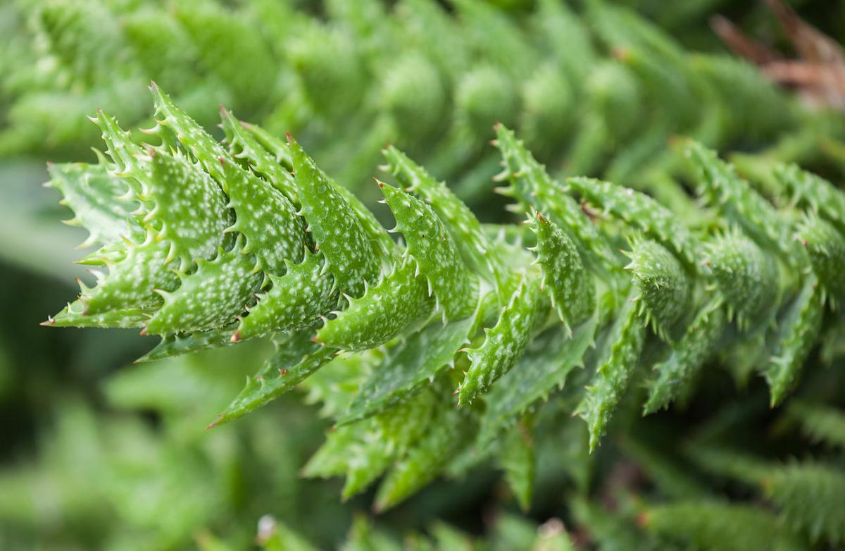 El Aloe juvenna tiende a ser rastrero