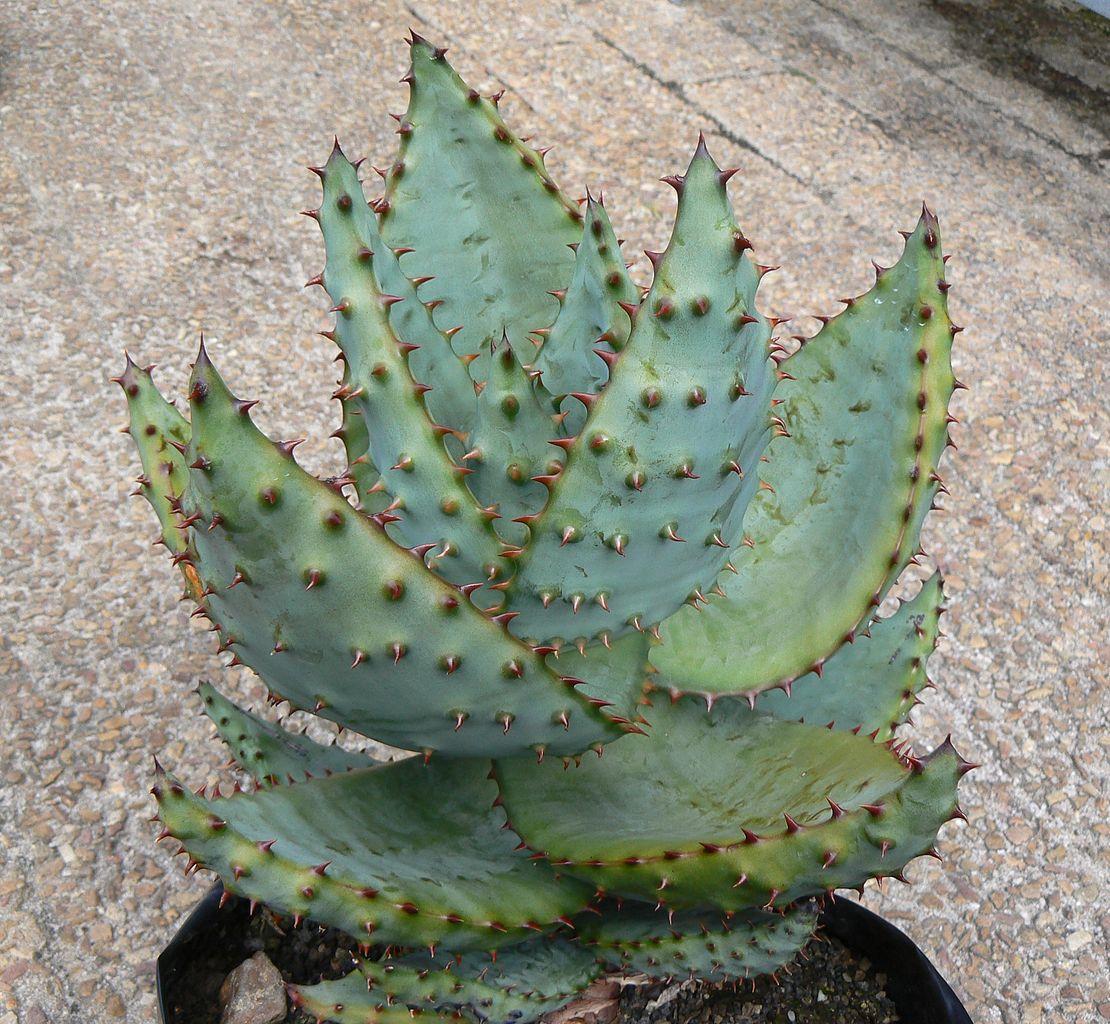 El Aloe marlothii es un árbol