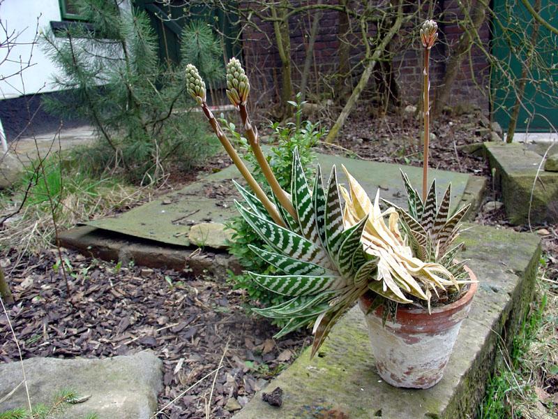 El Aloe variegata es una planta relativamente pequeña