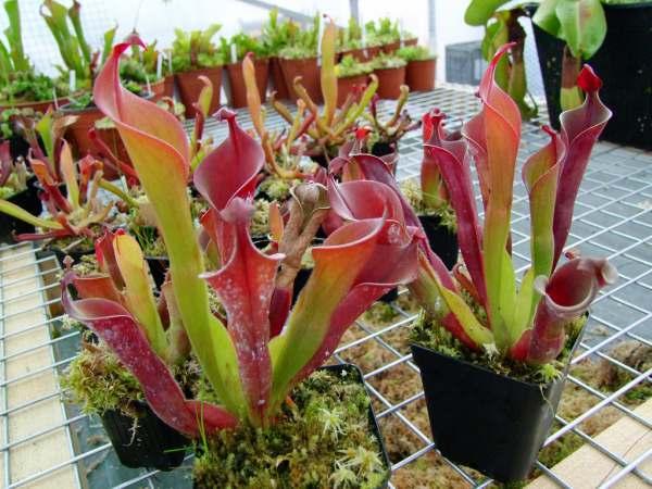 Heliamphora