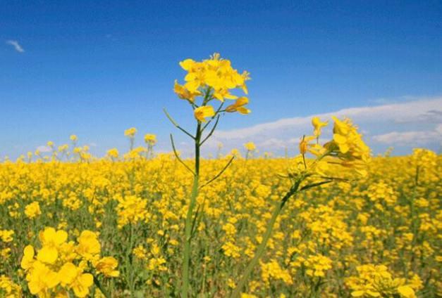 que es aceite de colza