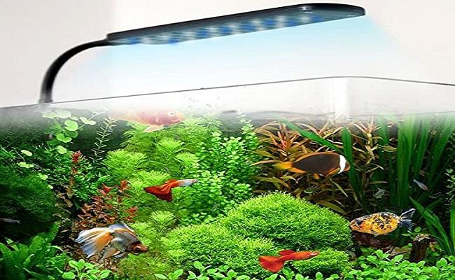 Iluminación Del Acuario ¿por Qué Hay Tantos Tipos De Luces Y Cuál Es