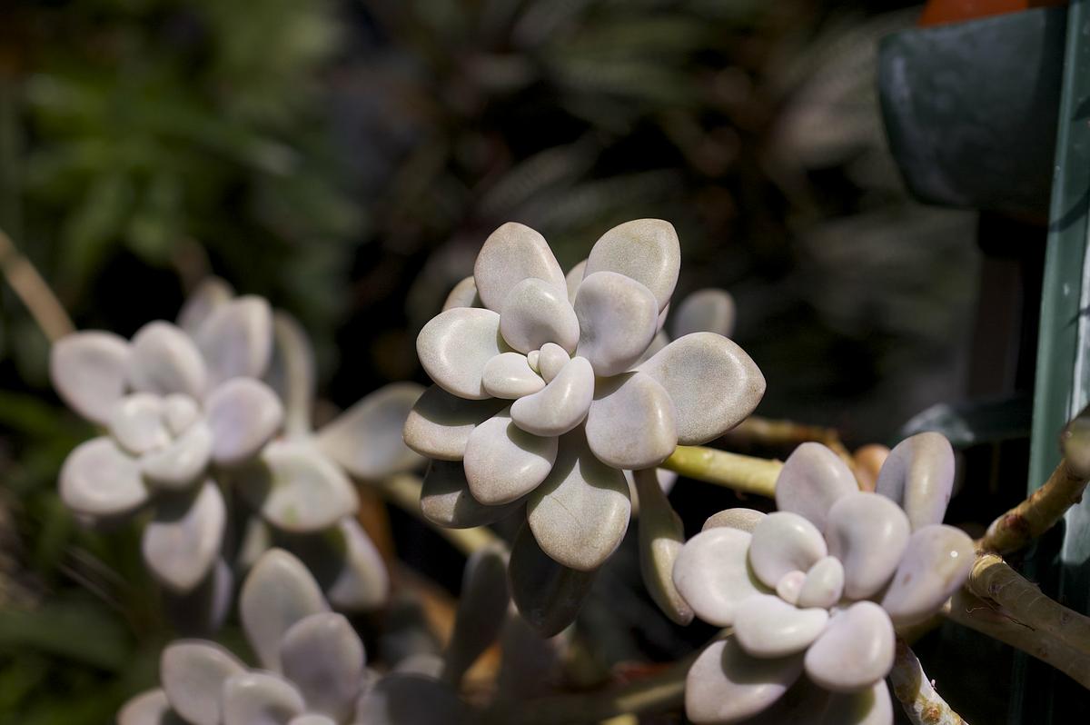 El marmolito es una suculenta colgante