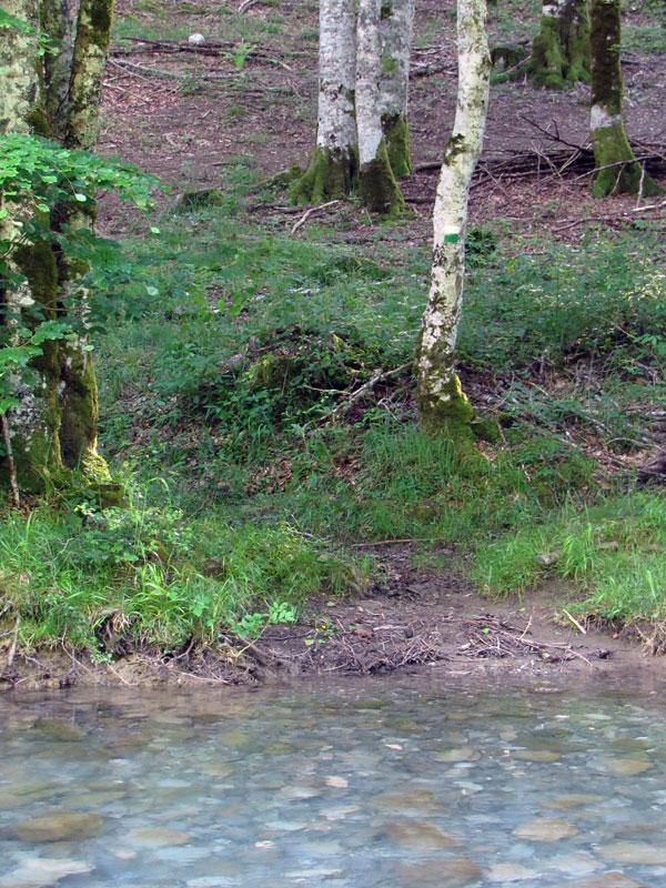 ¿Ves la pintura en el árbol? Pues aquí salimos de nuevo a tierra firme.