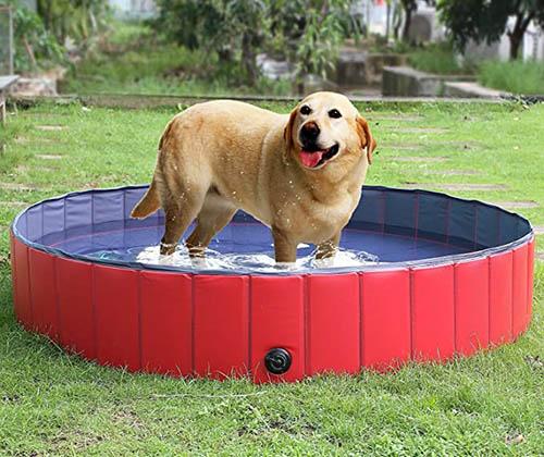 piscina para perros femor