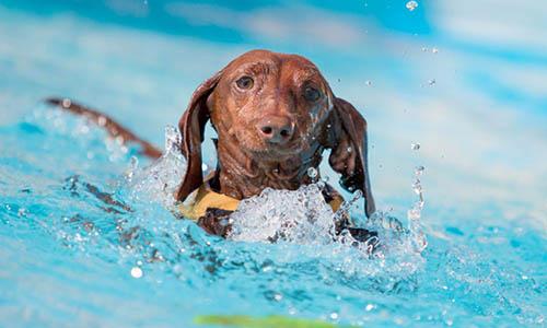 piscinas para perros