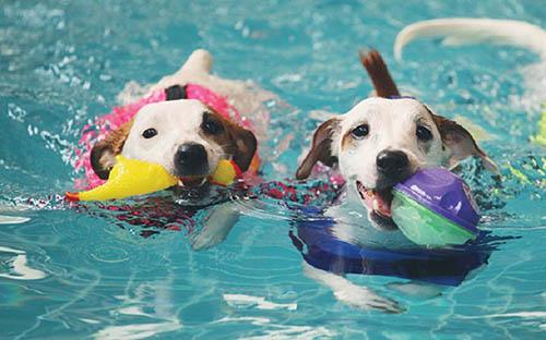 piscinas para perros