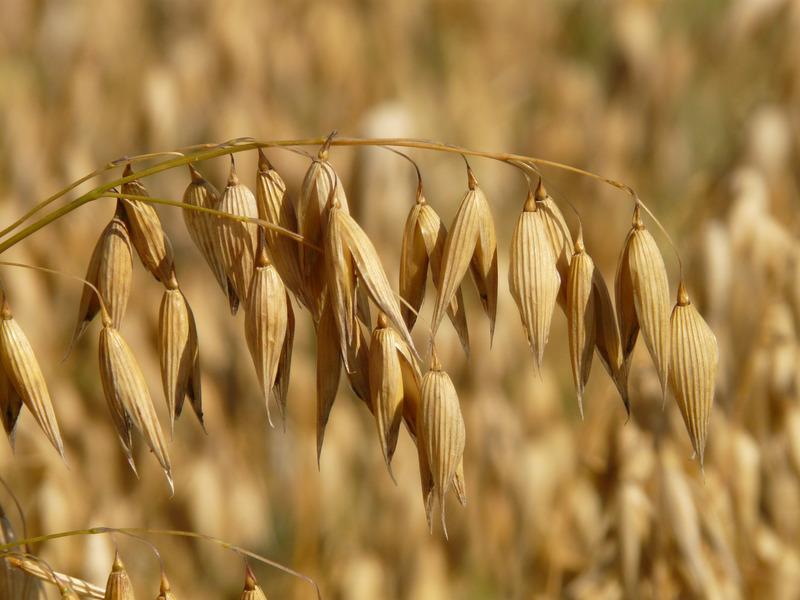 ¿Diferencias Entre Harina De Trigo, Avena Y Almendra? | Salud