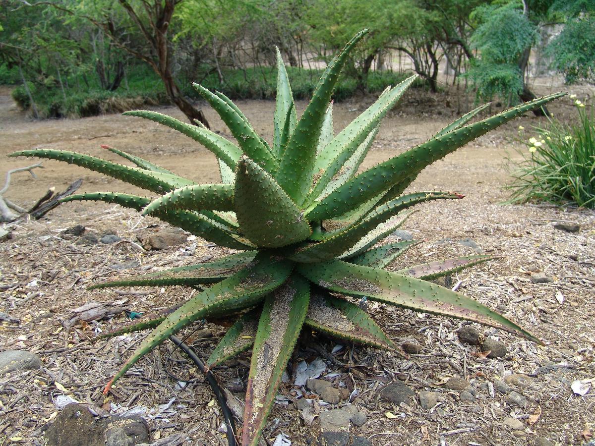 El Aloe marlothii es una planta arbórea