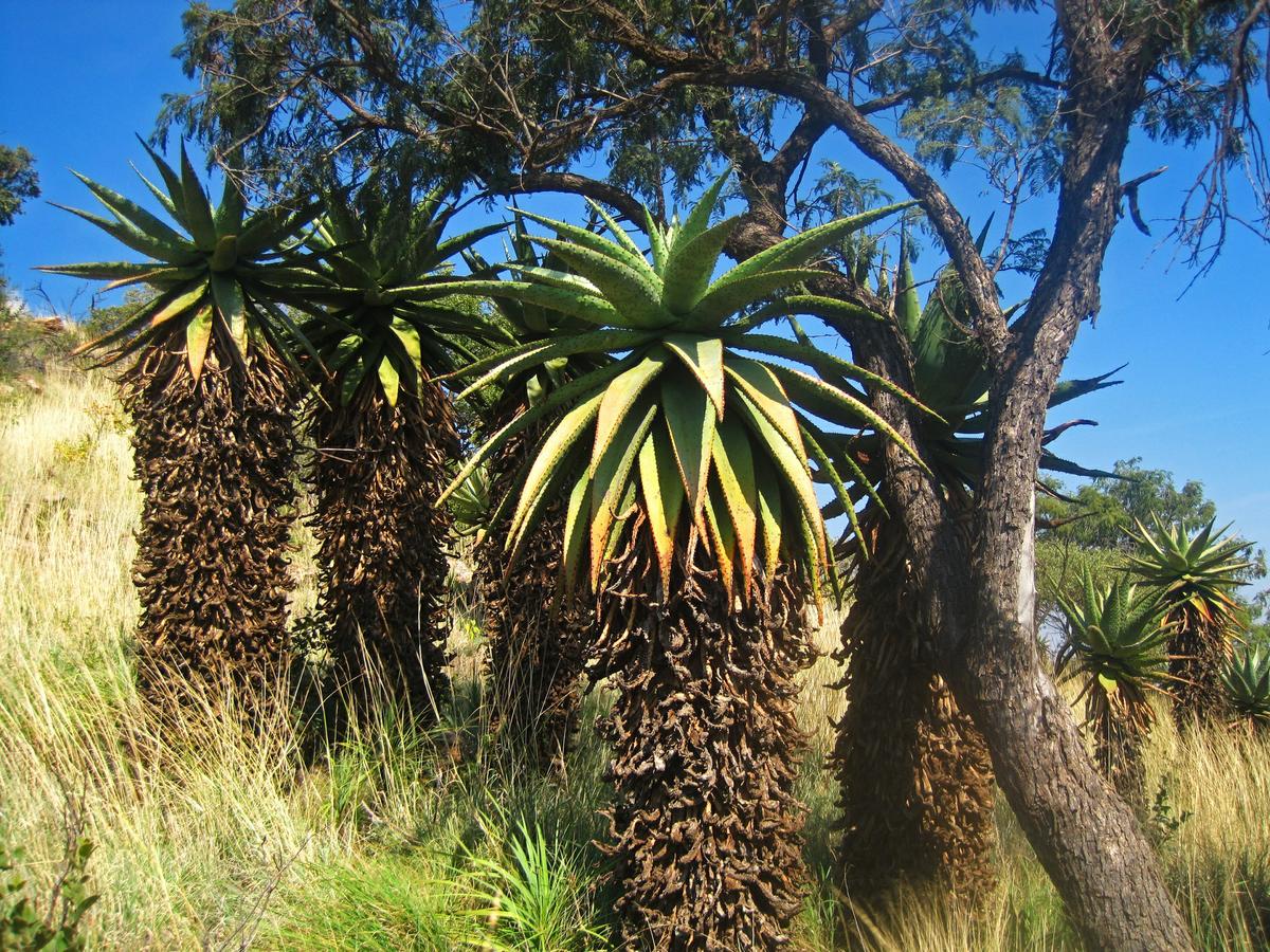 El áloe de montaña es una planta grande