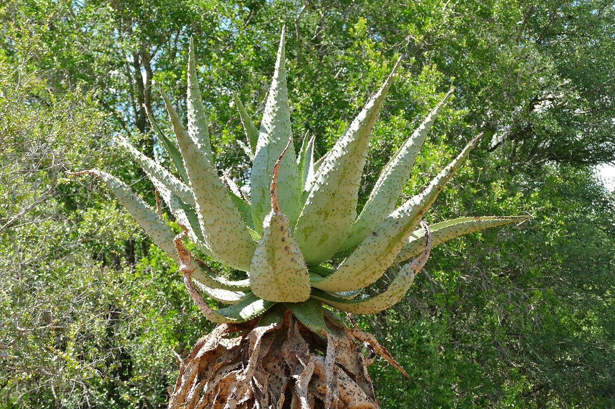 El Aloe marlothii crece lento