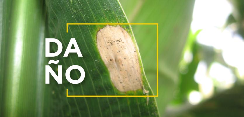 daño en el maiz
