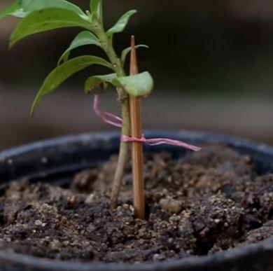 Guía para plantas pequeñas. Vía ThaiTrick.
