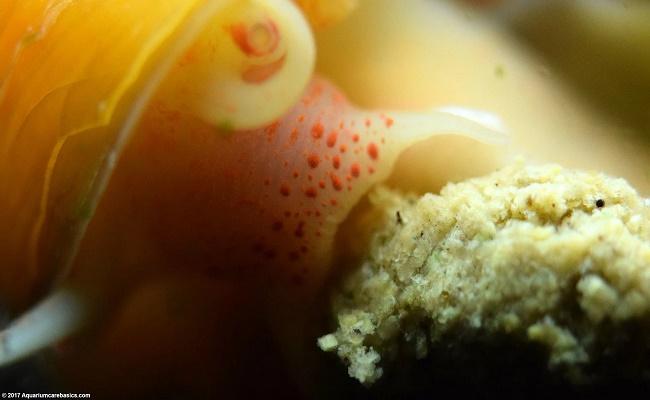 Caracoles de agua dulce 