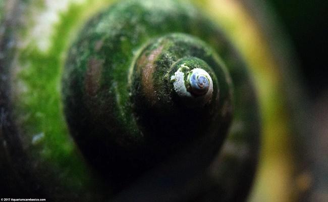 Caracoles de agua dulce 