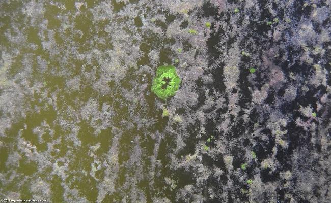 algas en un acuario de agua dulce 