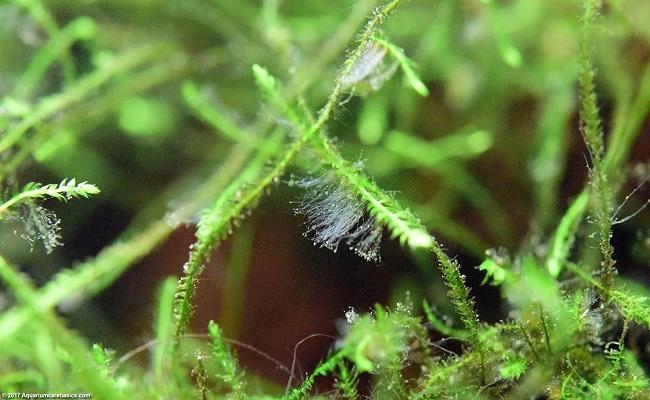 algas en un acuario de agua dulce