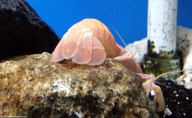 Cangrejos de acuario