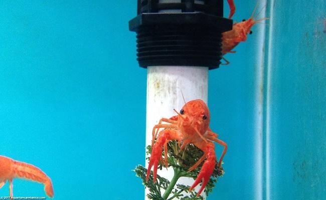 Cangrejos de acuario