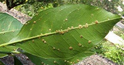 eliminar cochinilla algodonosa