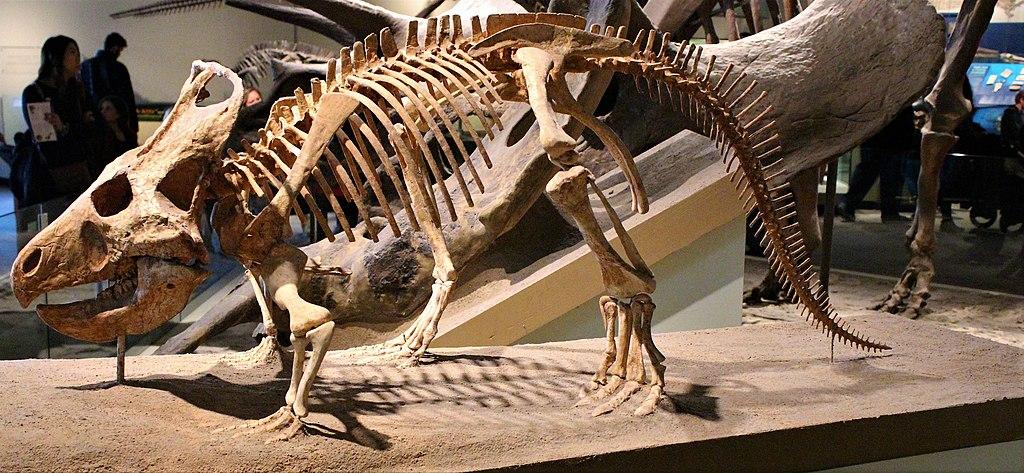 protoceratops