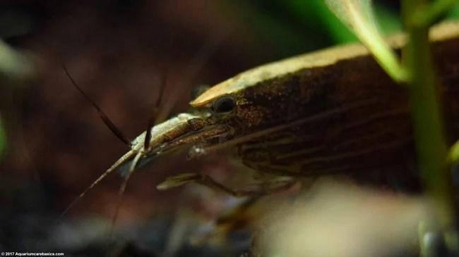 Conchas de camarón de madera