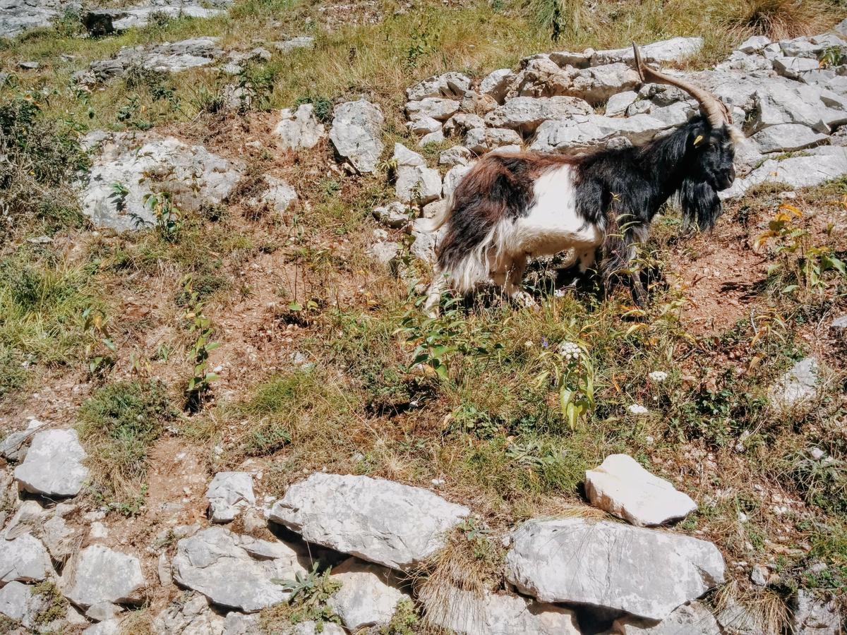 Cabras en la ruta del Cares