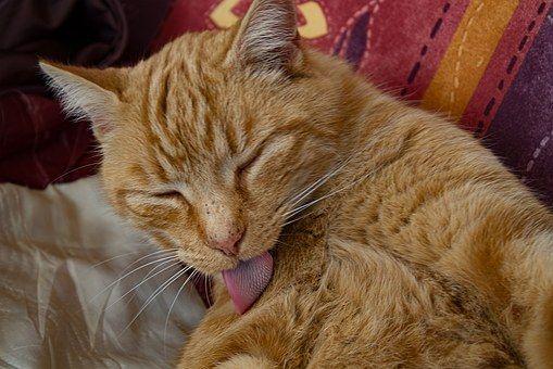 Alergia a las pulgas