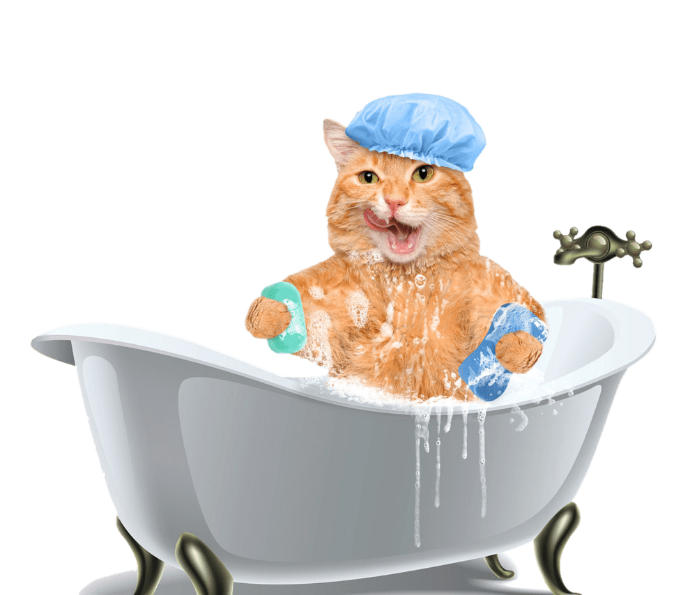 Baño en el gato