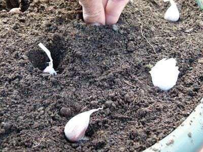 cuando se plantan los ajos