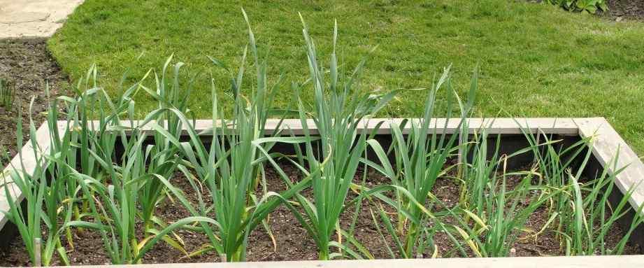 como se siembra el ajo