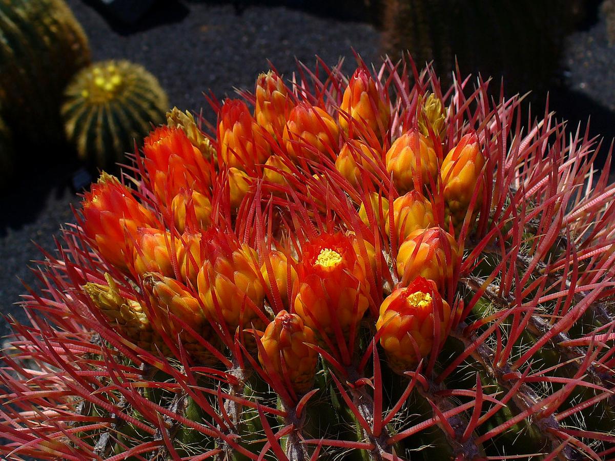 El Ferocactus stainesii tiene las espinas rojas