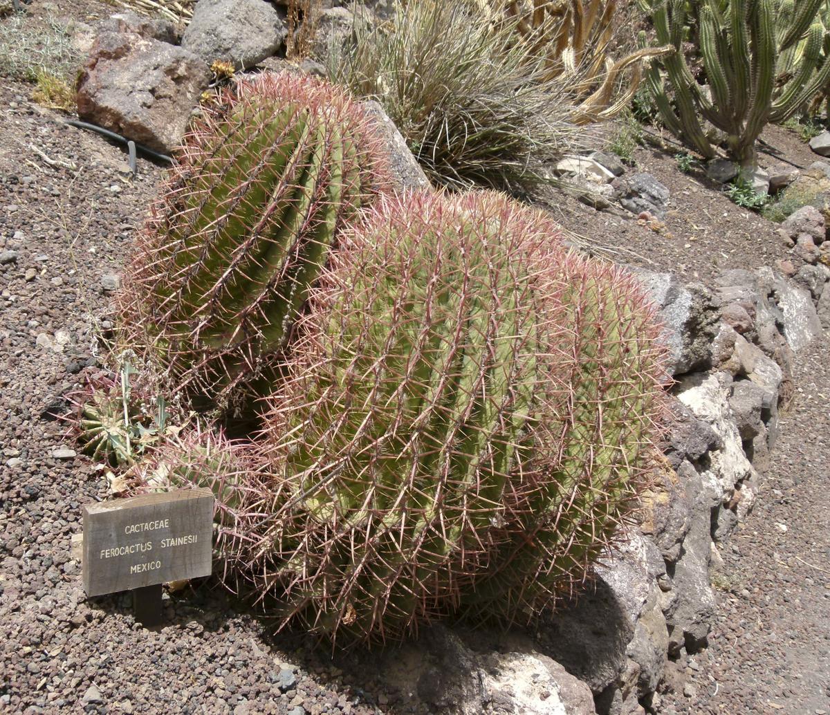 El Ferocactus stainesii es un cactus globular