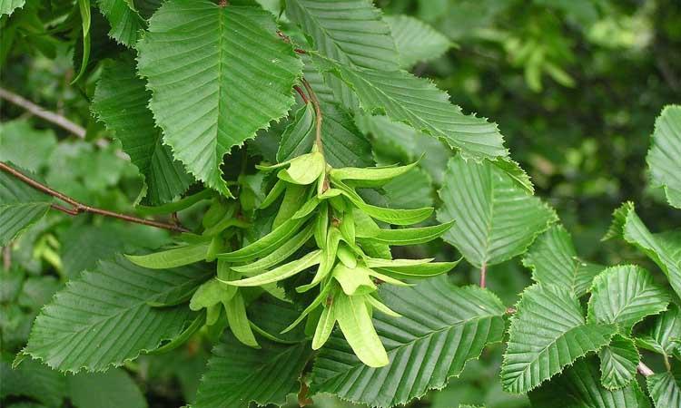 Hojas de árbol carpe