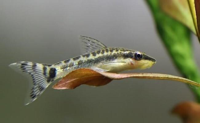 Kuhli Loach