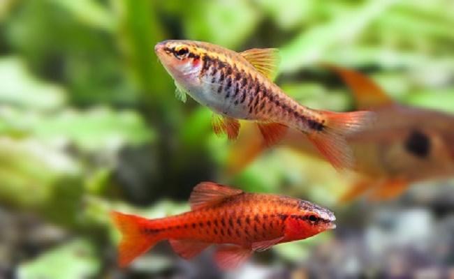 peces para principiantes