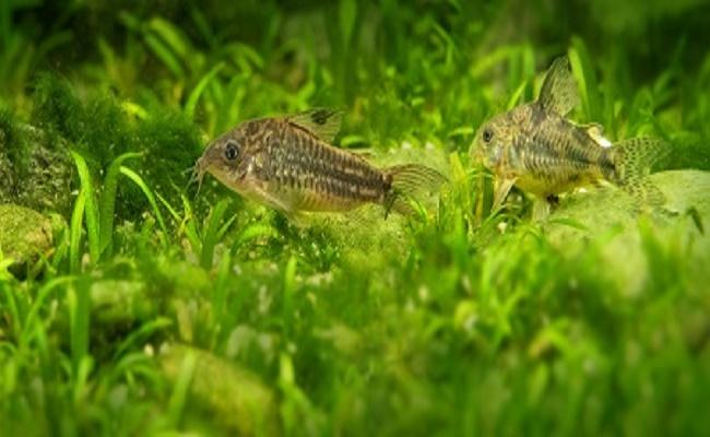 peces para principiantes