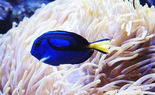 peces para principiantes