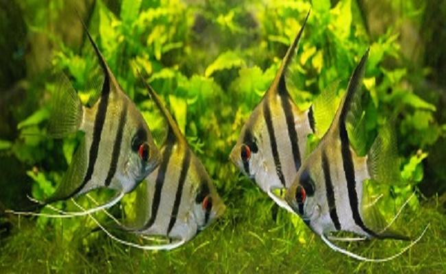 peces para principiantes