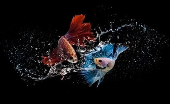 peces para principiantes