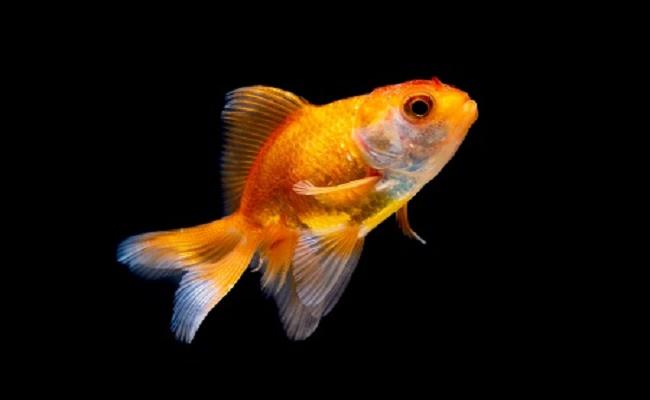 peces para principiantes