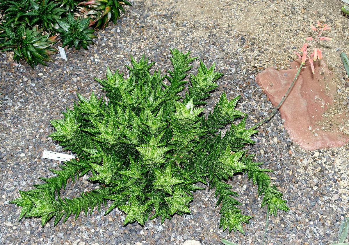 El Aloe juvenna es una crasa peque&ntilde;a