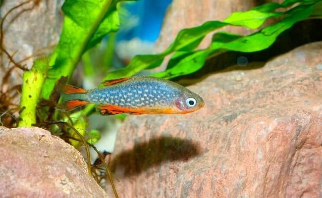 danio 