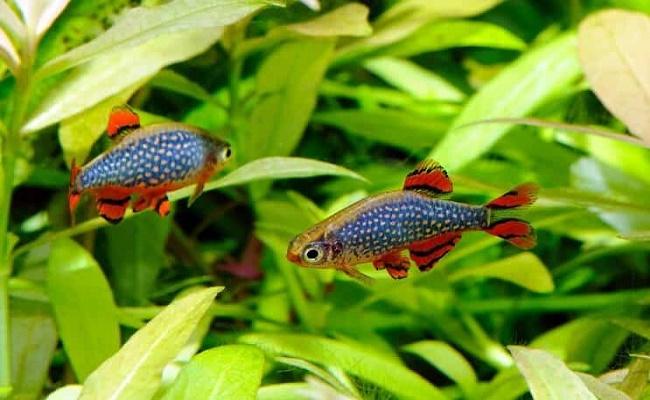 Danio