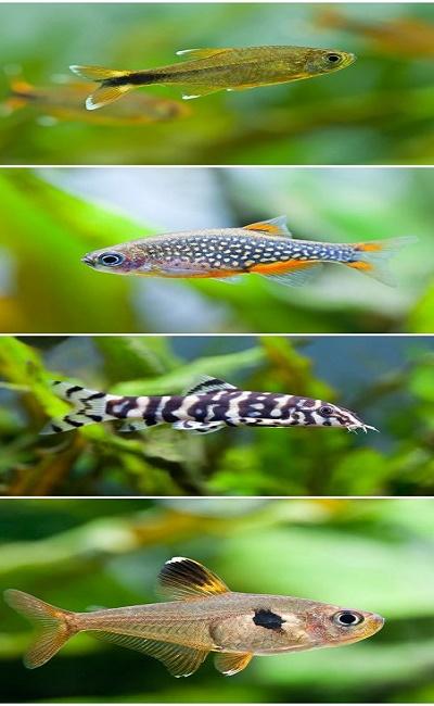 danio