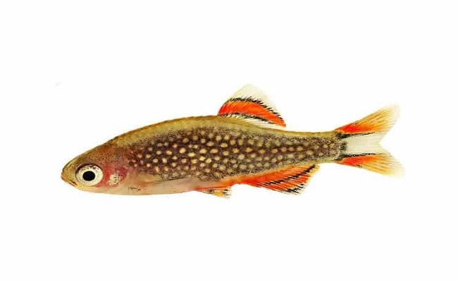 DANIO 