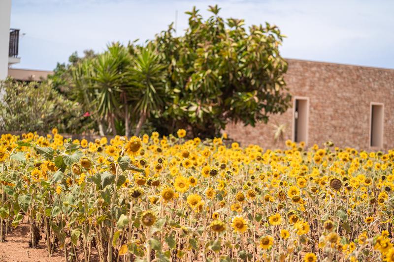 excursión a Formentera