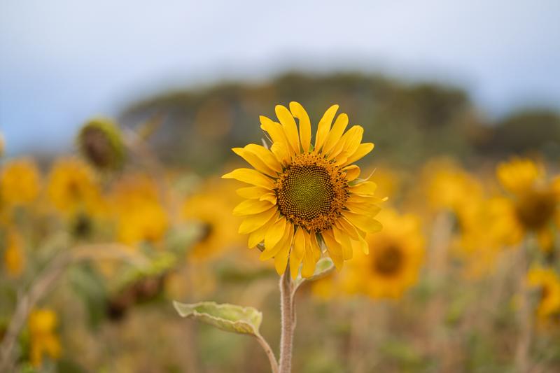 excursión a Formentera